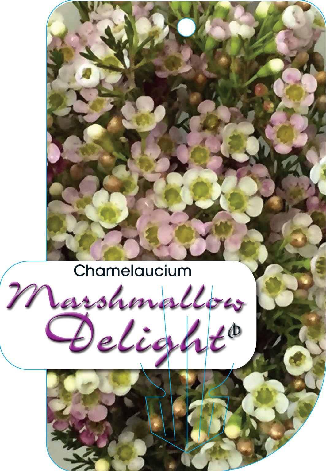 Marshmallow Delight Helix Australia